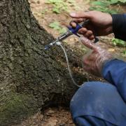 С помощью шприца-инъектора вводим препарат через клапан в корневую лапу дерева. 