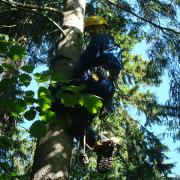 подъём на базовое дерево производится на верёвочных петлях чтобы не наносить механических повреждений
