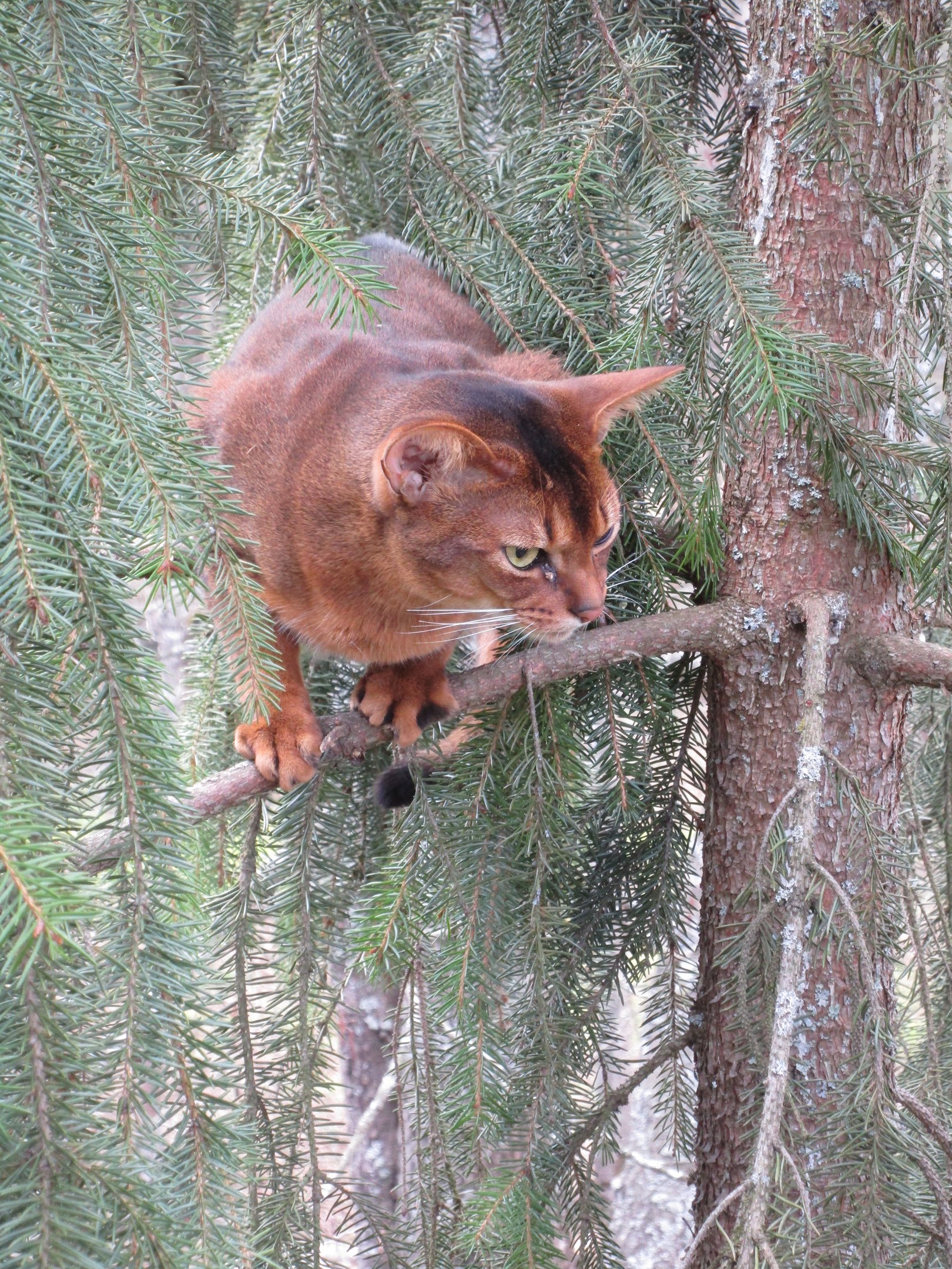 Снятие кота с дерева